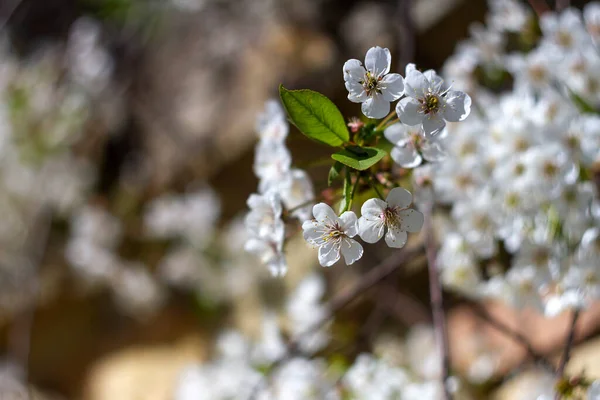 Hermoso Árbol Ciruela Flor Primavera Con Dof Bajo —  Fotos de Stock