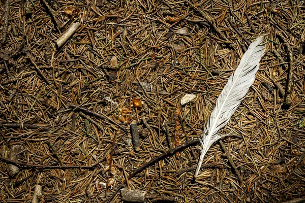 Weiße Feder Auf Einem Kiefernwaldboden Detaillierte Nahaufnahme Einer Waldbodenstruktur — Stockfoto