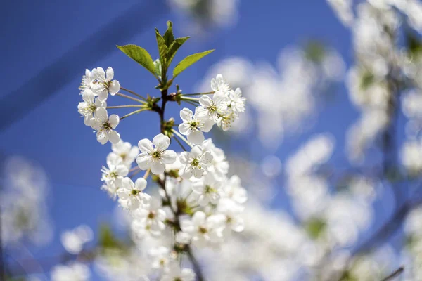 Beautiful Spring Blossoming Plum Tree Low Dof — Stock Photo, Image