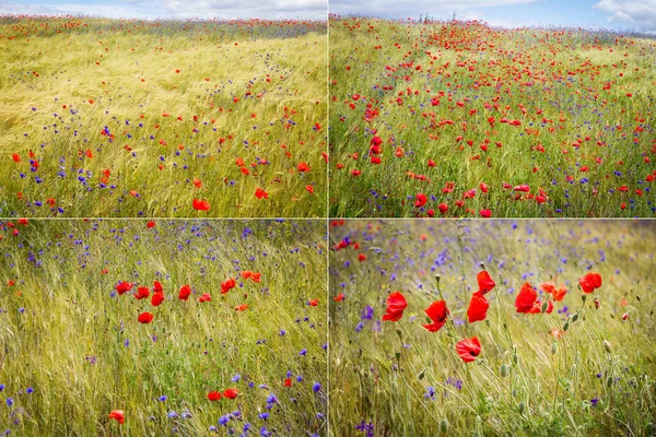 Sammlung Von Bildern Mit Blühenden Kornblumen Centaurea Cyanus Roggen Und — Stockfoto