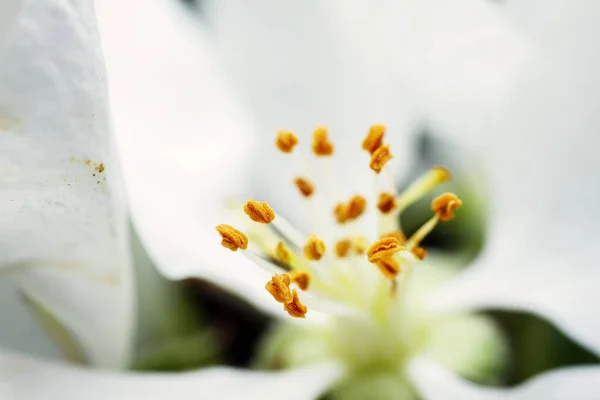 Ekstremalne Zbliżenie Obrazu Kwiatu Białego Jabłka Żółty Stempel Środku Skupienie — Zdjęcie stockowe