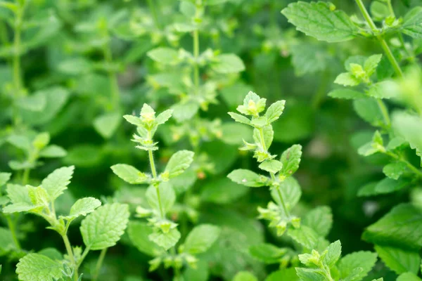 在花园里种植美丽的新鲜薄荷 — 图库照片