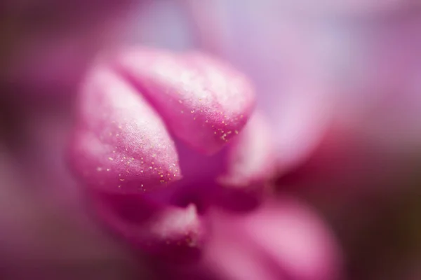 Ekstremalne Zbliżenie Obrazu Kwiatu Lilii Skupienie Selektywne Płytka Głębia Ostrości — Zdjęcie stockowe