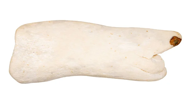 Шматок Старої Кістки Розгладженої Морем Ізольовані Білому Тлі — стокове фото