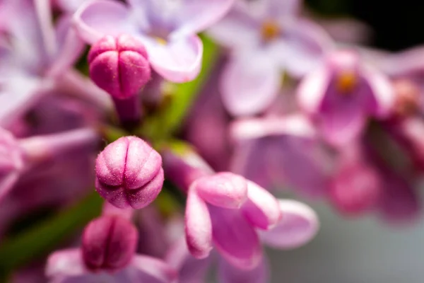 Extreme Close Image Lilac Blossom Selective Focus Shallow Depth Field — Stock Photo, Image