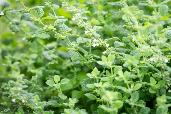 Close Beautiful Fresh Mint Growing Garden — Stock Photo, Image