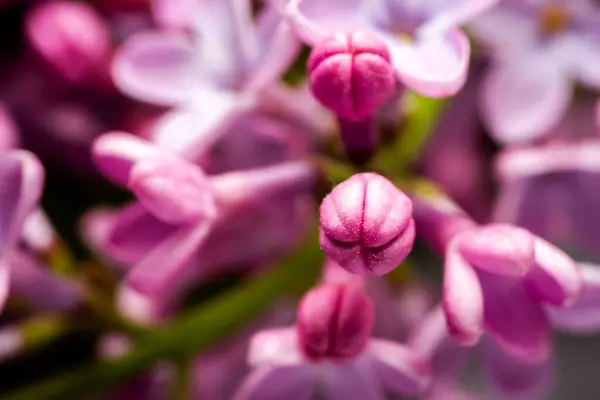 Extreme Close Image Lilac Blossom Selective Focus Shallow Depth Field — Stock Photo, Image