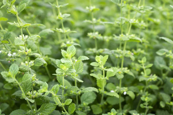 Close Beautiful Fresh Mint Growing Garden — Stock Photo, Image