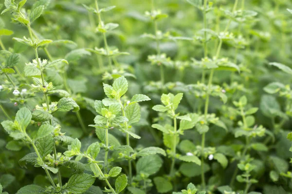 在花园里种植美丽的新鲜薄荷 — 图库照片