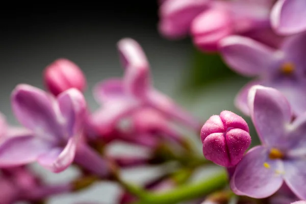 Extreme Close Image Lilac Blossom Selective Focus Shallow Depth Field — Stock Photo, Image