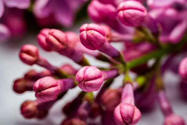 Extreme Close Image Lilac Blossom Selective Focus Shallow Depth Field — Stock Photo, Image