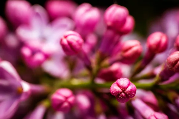 Extreme Close Image Lilac Blossom Selective Focus Shallow Depth Field — Stock Photo, Image