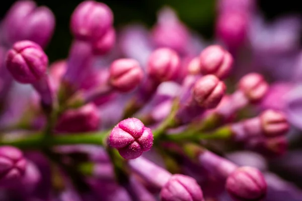 Extreme Close Image Lilac Blossom Selective Focus Shallow Depth Field — Stock Photo, Image