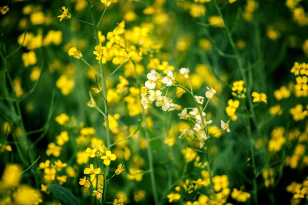 Campo de violación amarillo —  Fotos de Stock