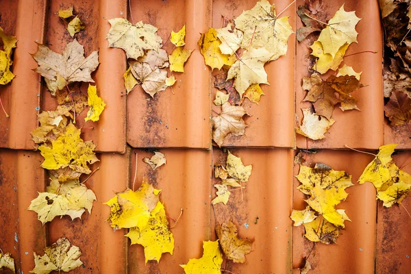 Fall leaves on roof tiles — Stock Photo, Image