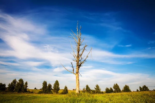 Einsamer toter Baum — Stockfoto