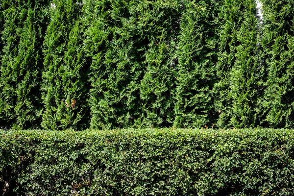 Grüne Pflanze Hintergrund — Stockfoto