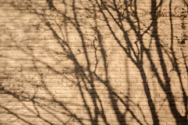 Ombre de l'arbre — Photo