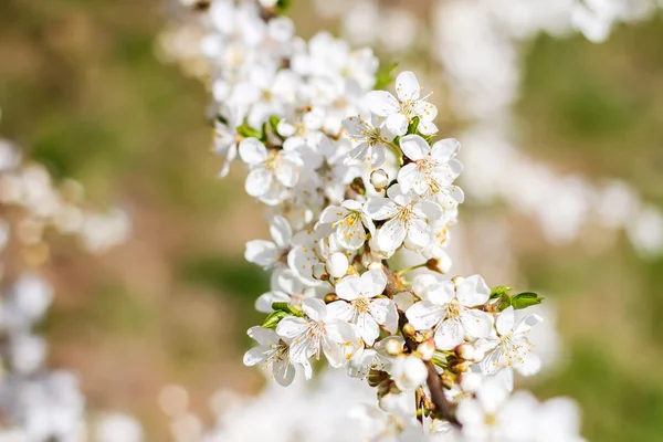 Krásný jarní kvetoucí švestka — Stock fotografie