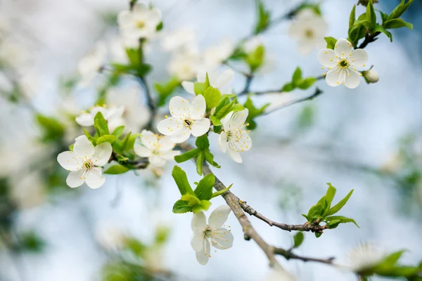 Beautiful spring blossoming plum tree — Stock Photo, Image
