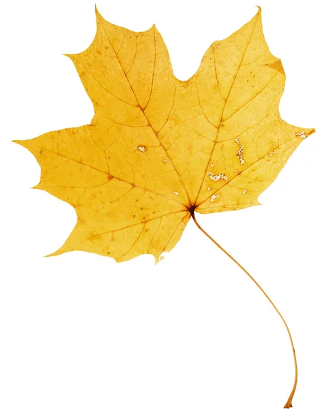 Beautiful golden maple leaf — Stock Photo, Image