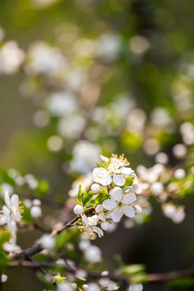 Krásný jarní kvetoucí švestka — Stock fotografie