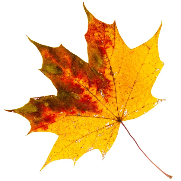 Beautiful golden maple leaf — Stock Photo, Image