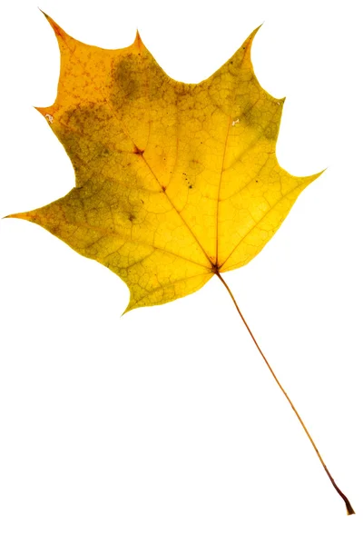 Beautiful golden maple leaf — Stock Photo, Image