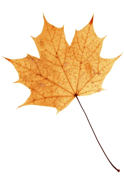 Beautiful golden maple leaf — Stock Photo, Image