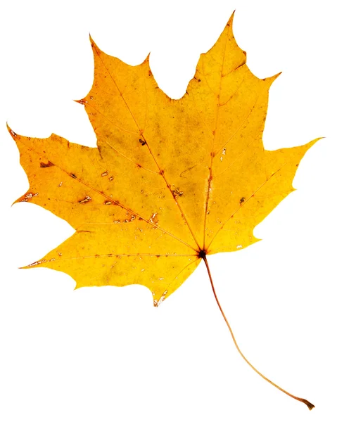 美しい黄金のカエデの葉 — ストック写真