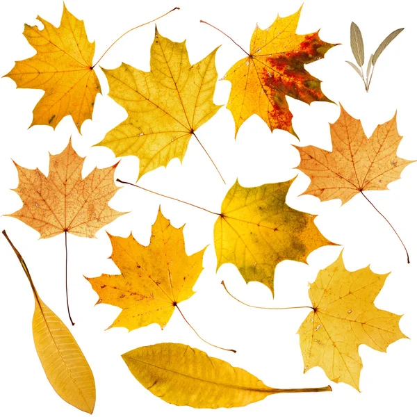 Raccolta di belle foglie d'oro secche — Foto Stock
