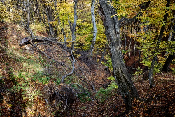 Старий осінній ліс — стокове фото