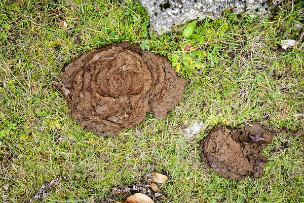 Gambar kotoran sapi segar di rumput — Stok Foto