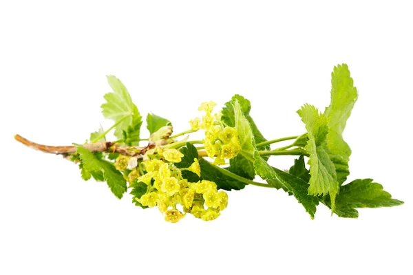 Black currant branch with blossoms — Stock Photo, Image