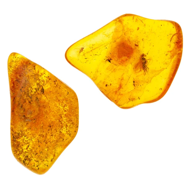 Two piecies of amber with prehistoric incects — Stock Photo, Image