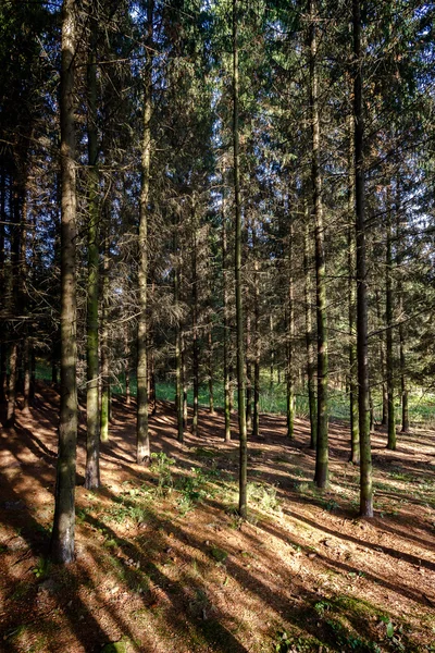 朝は濃い松林 — ストック写真