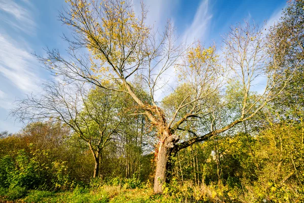 Schöner alter Herbstbaum — Stockfoto