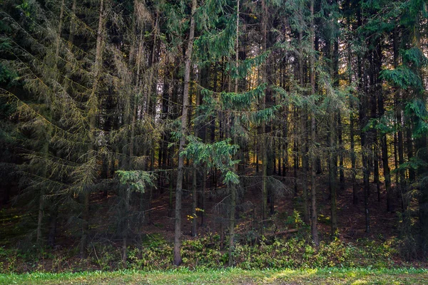 Jedle Les — Stock fotografie