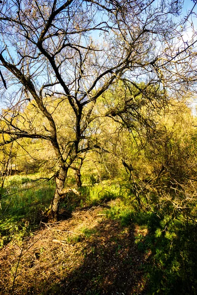 Krásný starý podzimní strom — Stock fotografie