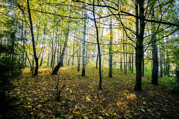 美しい秋の森 — ストック写真