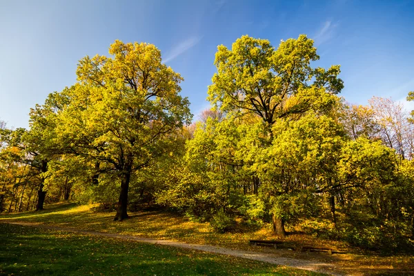 Dois grandes carvalhos de outono com folhas amarelas — Fotografia de Stock