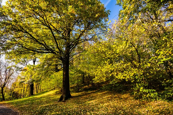 Большой осенний дуб с жёлтыми листьями — стоковое фото
