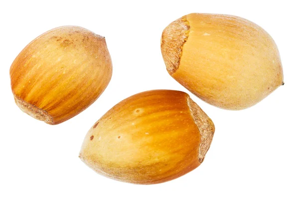 Three forest hazelnuts — Stock Photo, Image