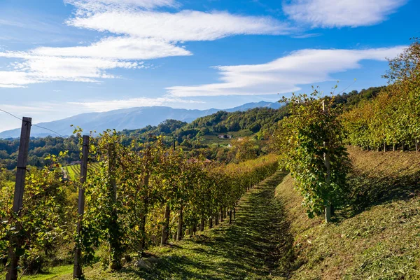 Italienska Vingårdar Landskap Visa Panorama Över Liten Vid Valdobbiadene Veneto — Stockfoto