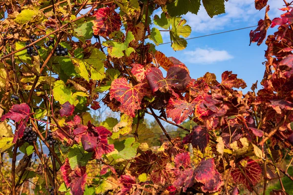 Farben Der Herbstlichen Natur Auf Dem Weinberg Weinberge Der Herbsternte — Stockfoto