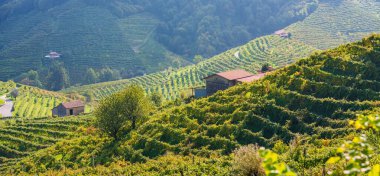 Prosecco üzüm bağları panorama, Valdobbiadene, Veneto, Kuzey İtalya, Avrupa