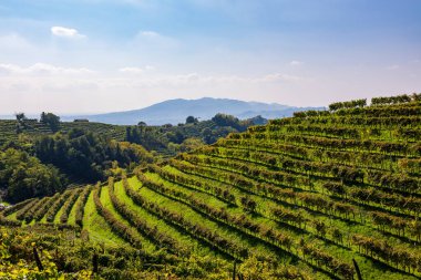 Prosecco üzüm bağları panorama, Valdobbiadene, Veneto, Kuzey İtalya, Avrupa