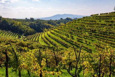 Prosecco Superiore üzüm bağları panorama, Valdobbiadene, Veneto, Kuzey İtalya, Avrupa
