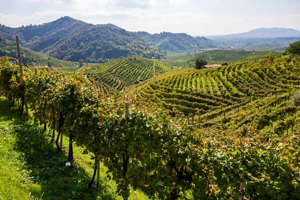 Prosecco Vingårdar Panorama Valdobbiadene Veneto Norra Italien Europa — Stockfoto