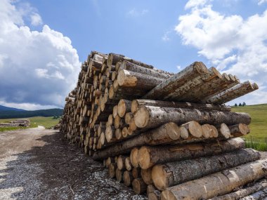 Ağaç gövdeleri kesilip istiflenerek kereste fabrikasına götürülmeyi bekliyor. Ağaç gövdeleri yığılıyor, kereste sanayisi. Geniş pankart ya da panorama ahşap gövdeler.
